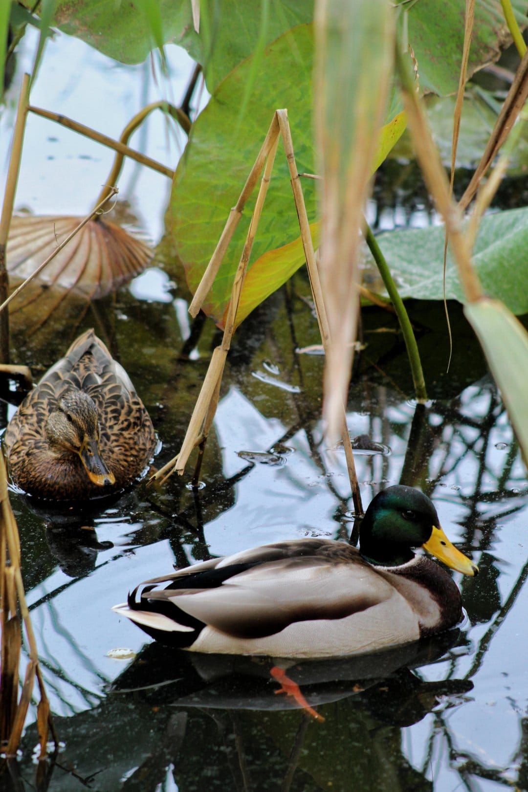 Mallard ducks with green and brown feathers swim past large green lotus leaves and tall dry reeds in a still pond.