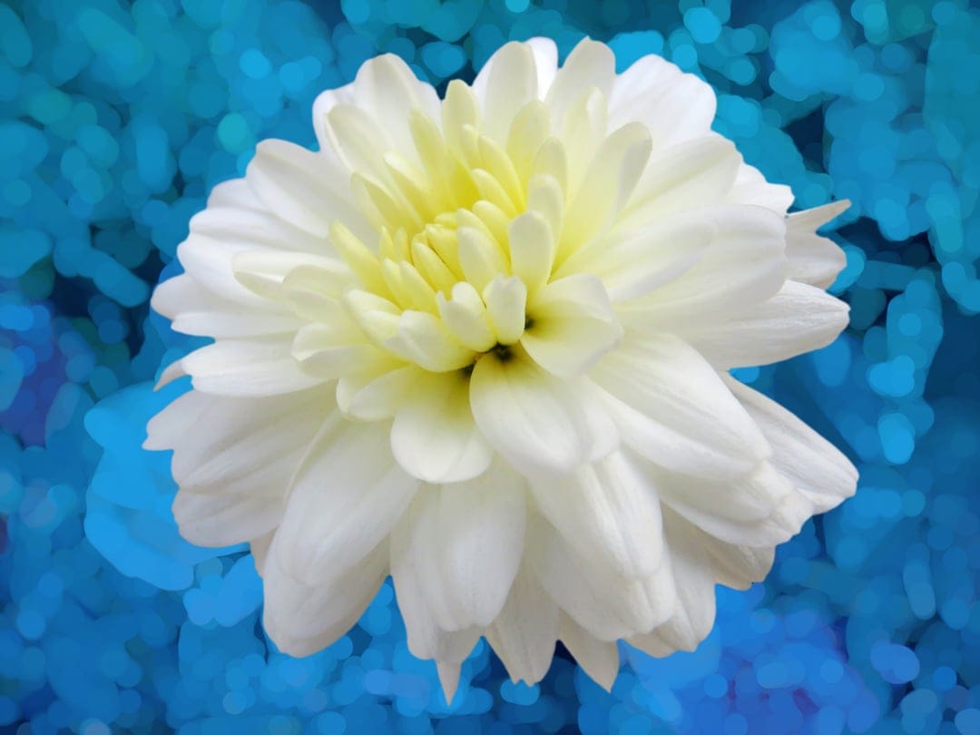 White dahlia flower with a yellow center blooms against a blurry blue background with soft bokeh light circles.