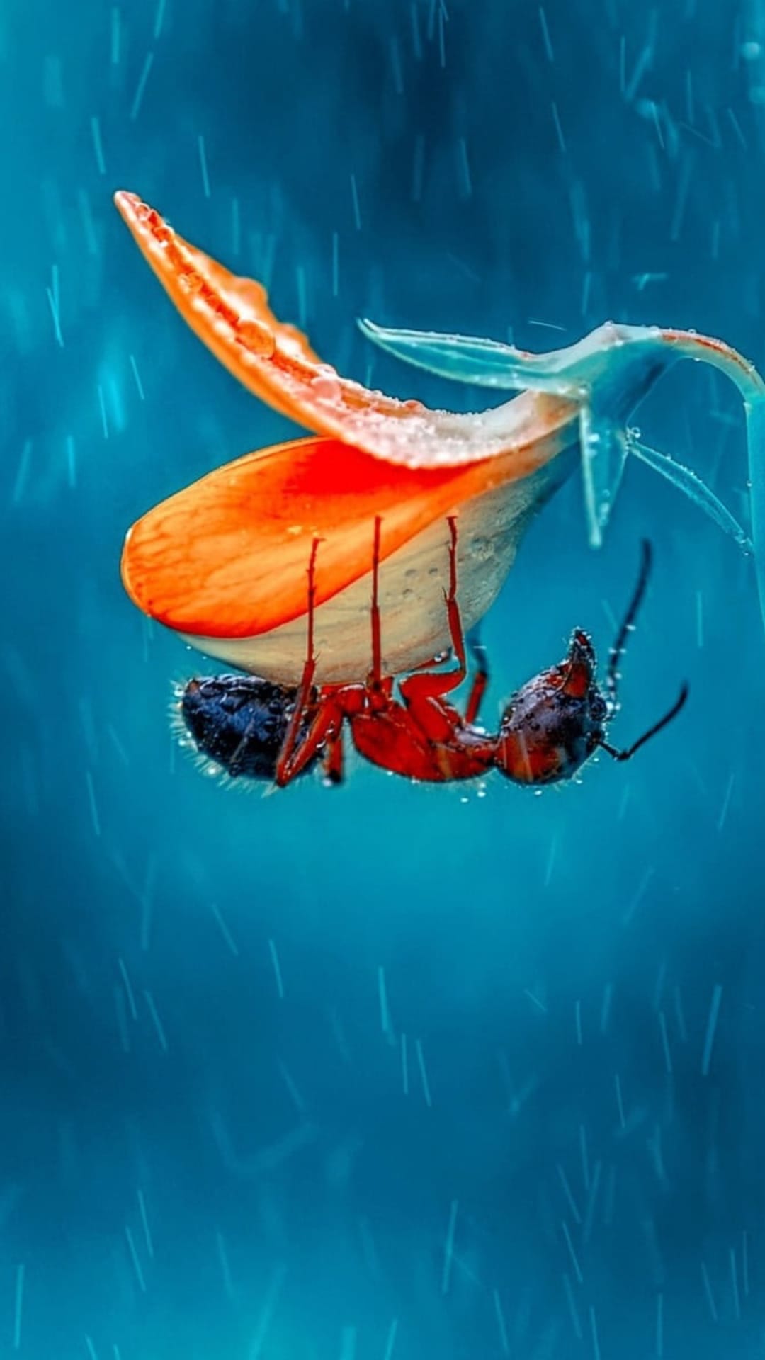 Tiny ant clings to a wet orange and white flower petal with blue bokeh background and falling raindrops.