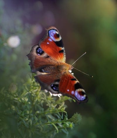 Peacock butterfly with orange and blue eyespot wing patterns rests on green leaves with a blurred background.