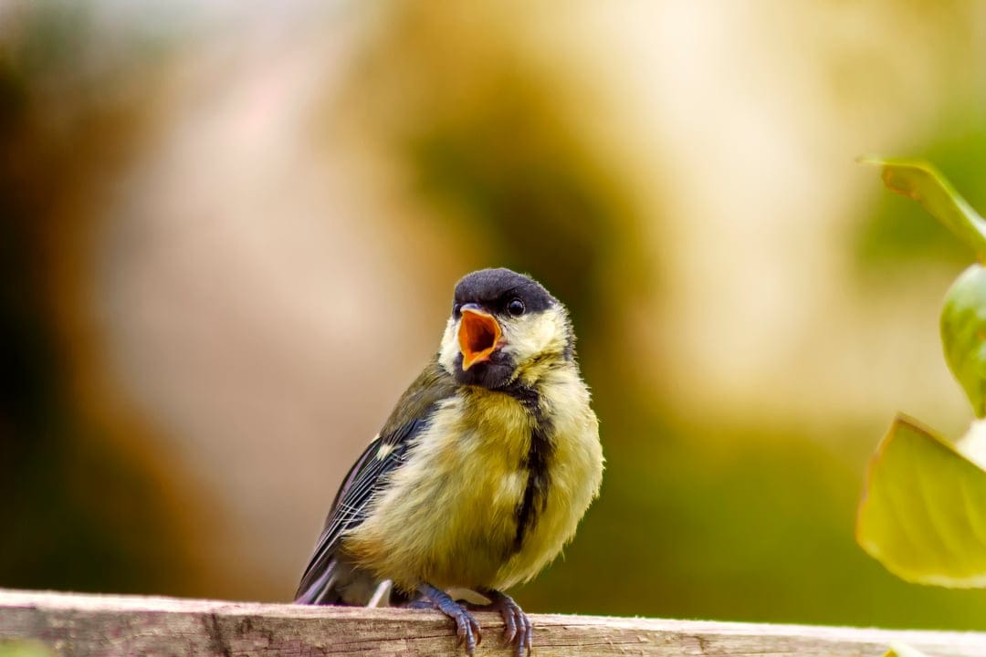 Great Tit bird with a yellow chest and black stripe sings with an open beak while perched on a wooden fence.