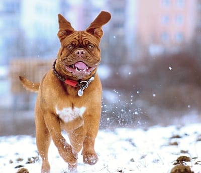 snow,hd wallpaper,dog,of,burgundy,mastiff,winter,puppy,witty,white,play,wallpaper 4k,happy,beautiful wallpaper,desktop backgrounds,french,cool backgrounds,4k wallpaper,full hd wallpaper,cute