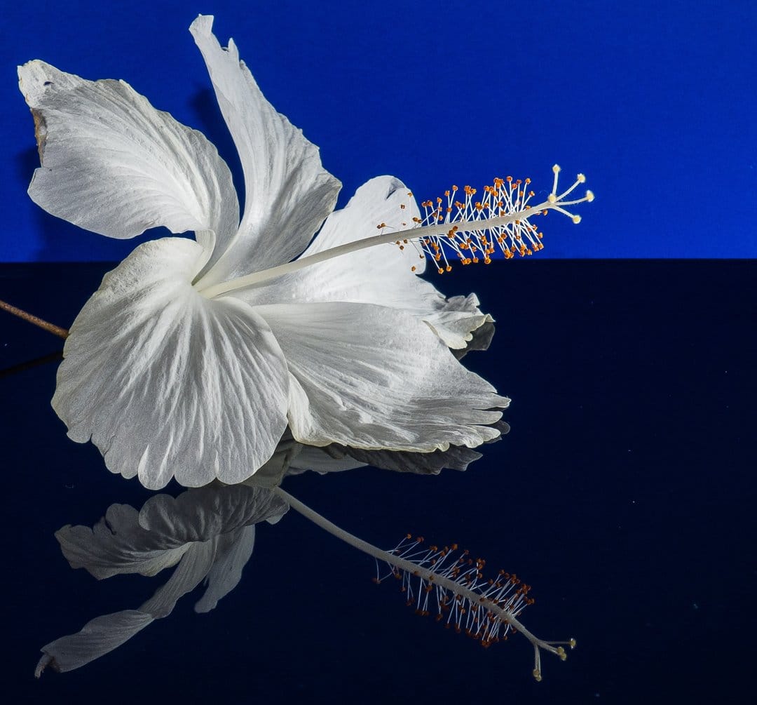 White hibiscus flower with detailed stamen reflecting on a dark blue glossy surface in a symmetrical view.