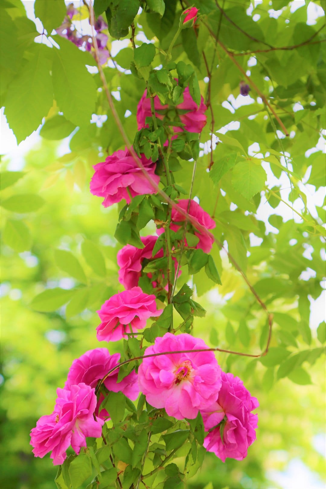 Pink roses with layered petals climb a green vine against a soft-focus garden background in sharp detail.