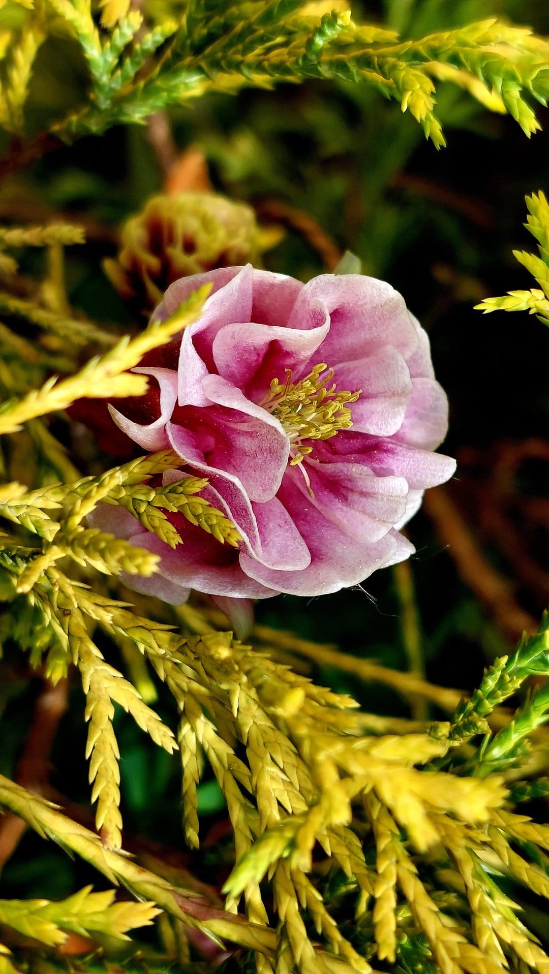 Pink columbine flower with yellow stamens rests against blurred green and yellow evergreen needles in macro view.