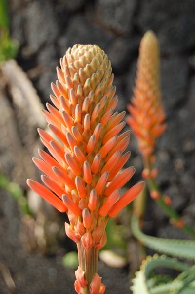 Orange aloe vera flowers cluster on a conical stalk against a blurred garden backdrop with dark volcanic rocks.