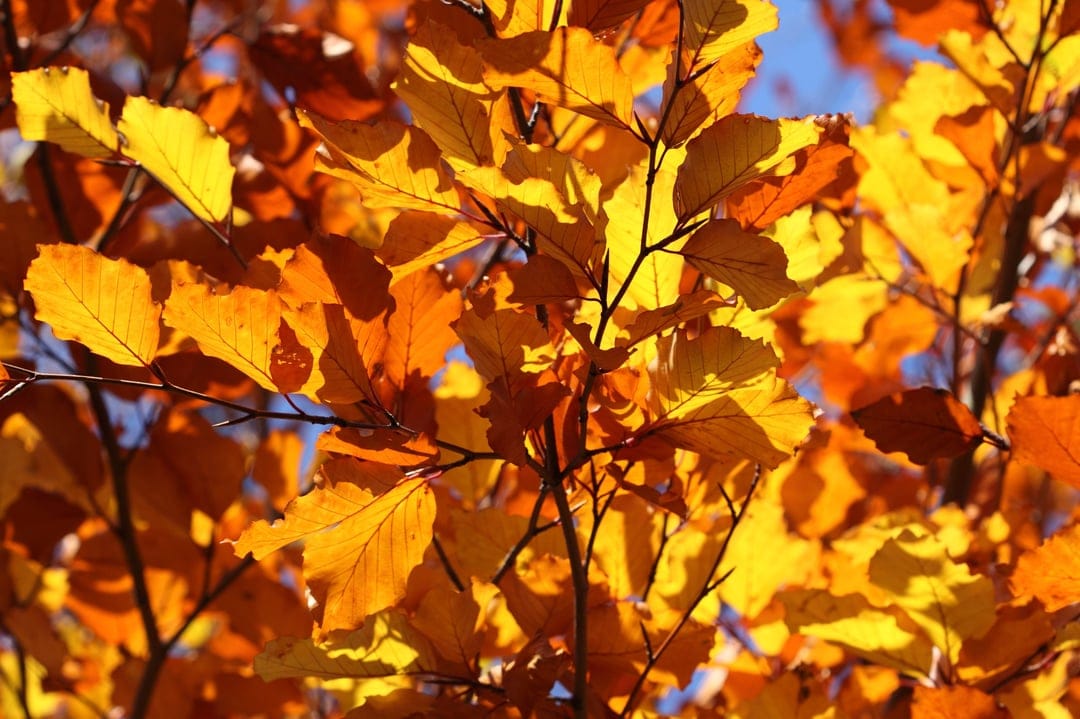 Translucent orange and yellow autumn leaves back-lit by sunlight against a clear blue sky on slender branches.