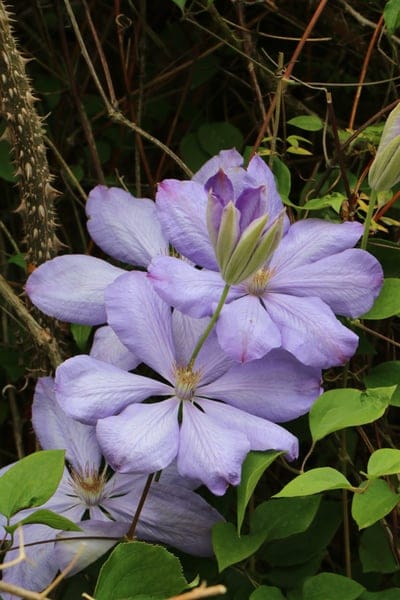 clematite,flowers,beautiful flowers,plants,flower background,climbing,spring,flower wallpaper,nature,violet