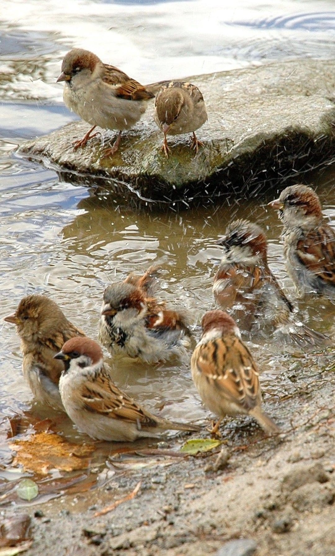 Brown sparrows splash in shallow muddy water near a rocky shore under bright, golden sunlight and reflections.