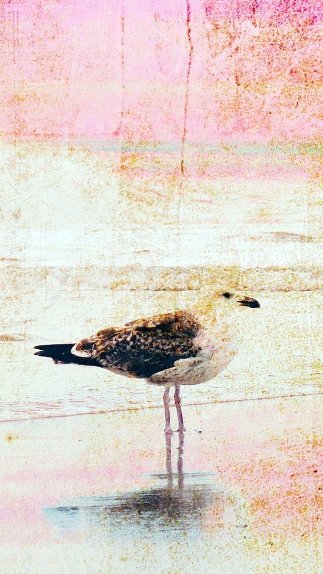 Seagull standing on a damp beach with a clear reflection in a tide pool against a soft pink and white sky.