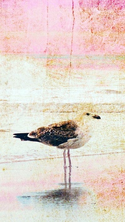 texture,images,birds,background,spot