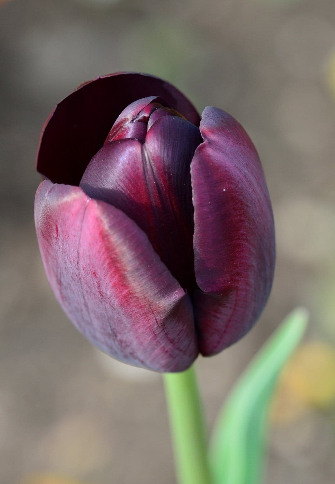 Dark purple tulip flower with velvety petals and red undertones captured in a soft-focus garden setting.