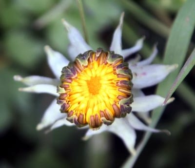 White flower petals with purple tips surround a textured yellow center against a soft green and brown background.