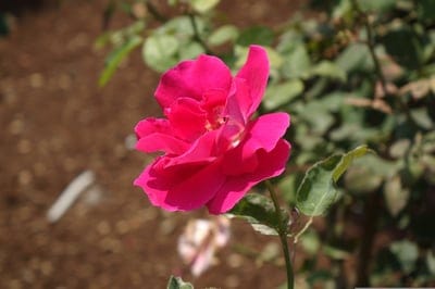 Pink rose in full bloom with ruffled petals stands against a soft green and brown bokeh background in warm light.