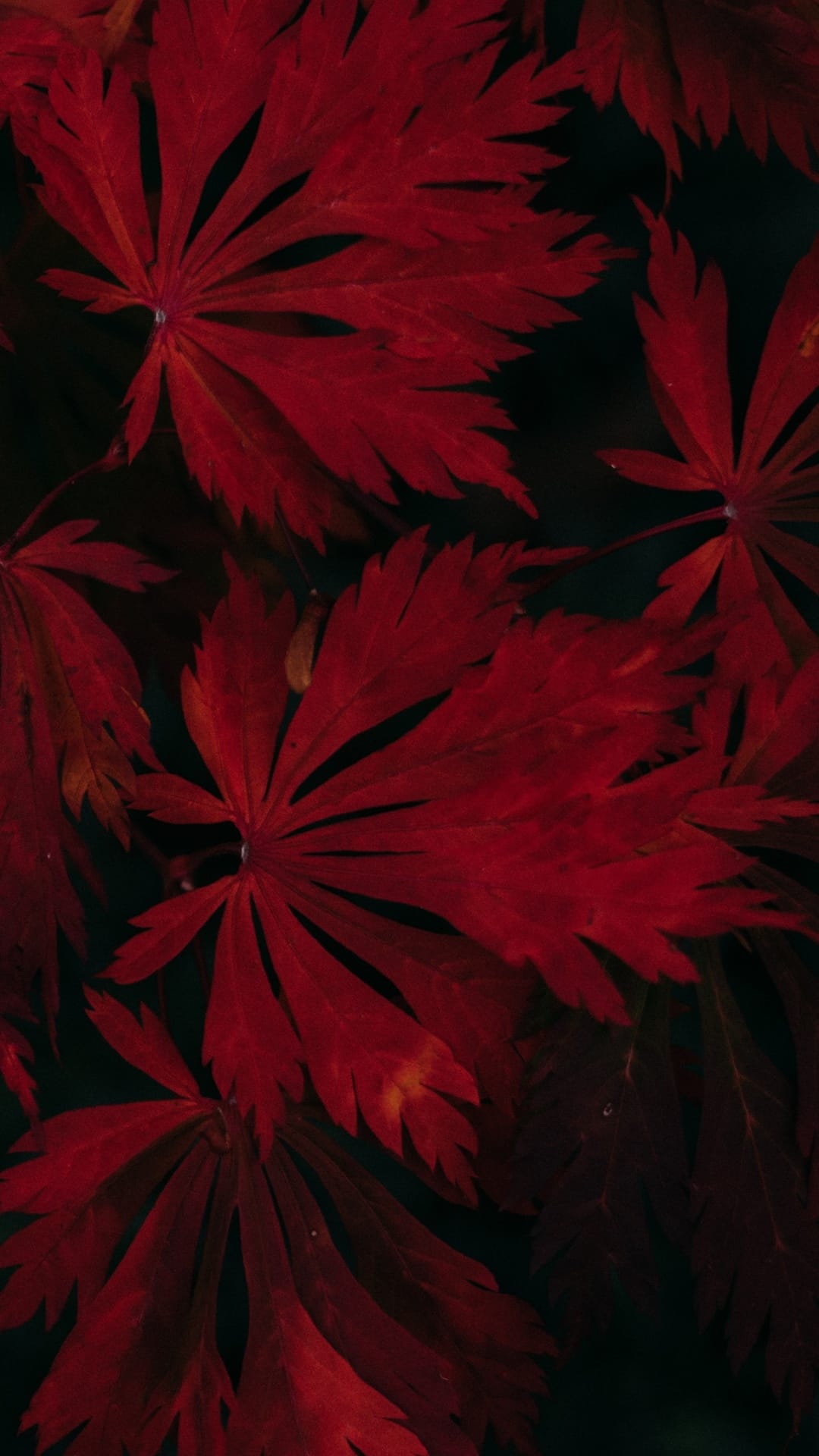 Deep red autumn leaves with visible veins against a black backdrop in a close-up macro vertical composition.