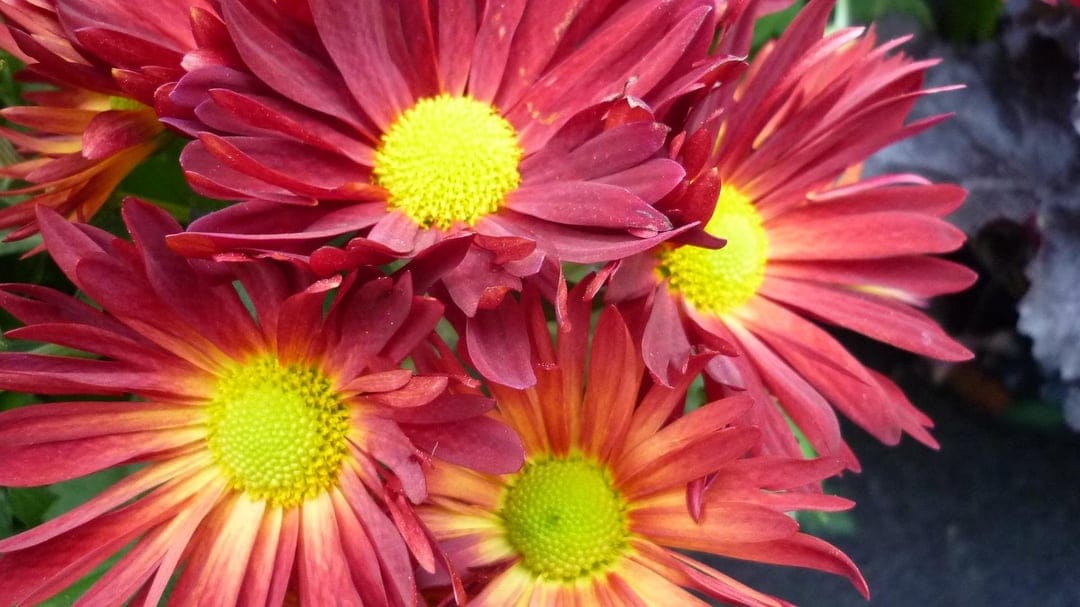 Gaillardia blossoms with red outer petals and yellow tips display intricate textures in a tight macro shot.