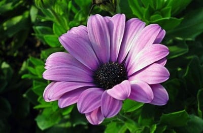 purple daisy, African daisy, Osteospermum, flower close-up, floral photography, nature photography, garden flower, vibrant petals, dark center, botanical beauty, outdoor plants, spring blooms, summer flowers, delicate petals, garden beauty, perennial flower, colourful flower, single flower, flower macro, plant life, natural beauty