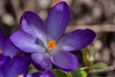 Purple crocus flower petals surround bright orange stamen against a blurred green and brown natural background.
