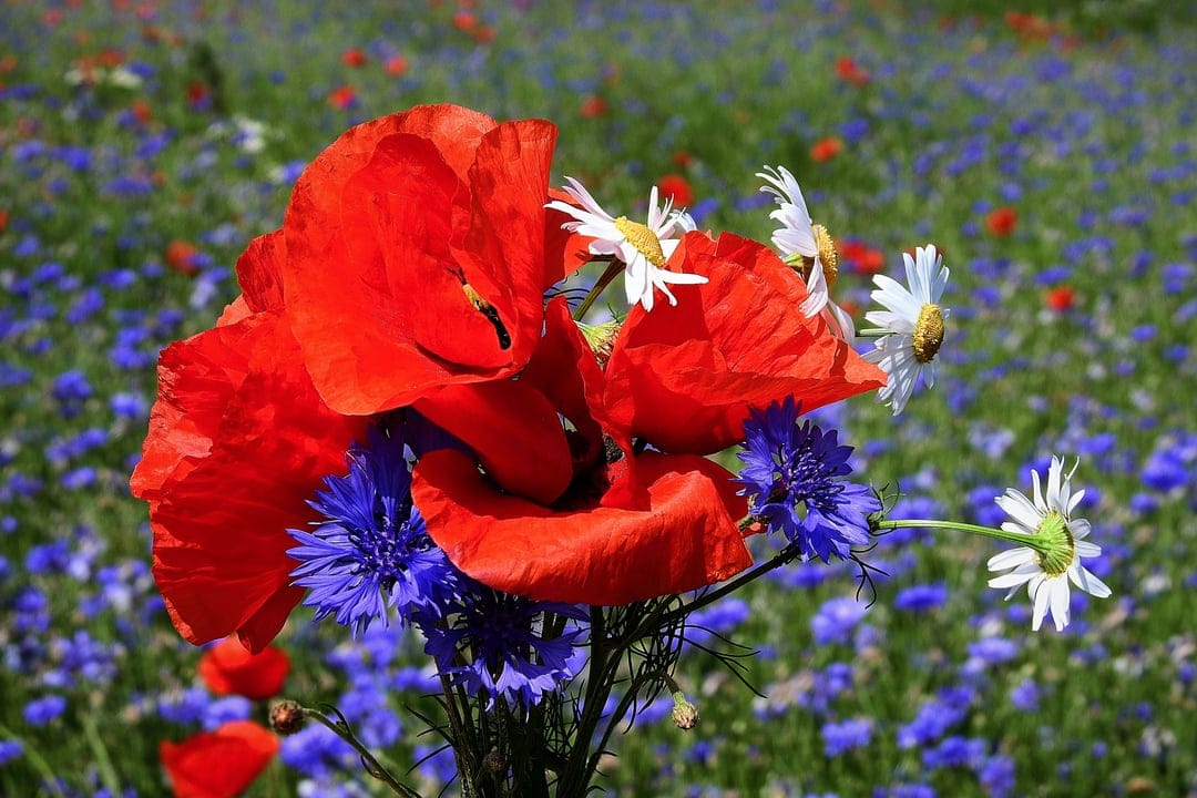 Red poppies and blue cornflowers bundled together in a sunlit meadow with a soft bokeh floral background.