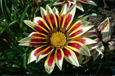 Gazania flower features red and yellow striped petals with a white border and green foliage in soft focus.