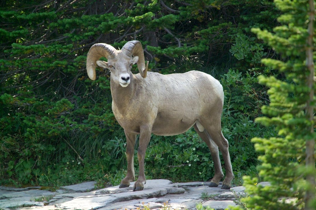 Bighorn sheep with large curved horns stands on a jagged rock formation in front of lush green pine trees.