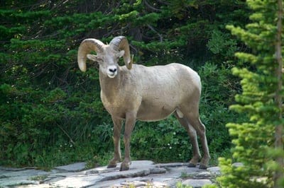 Sheep wallpaper,Sheep desktop wallpaper,Sheep,animal,Barbary sheep wallpaper