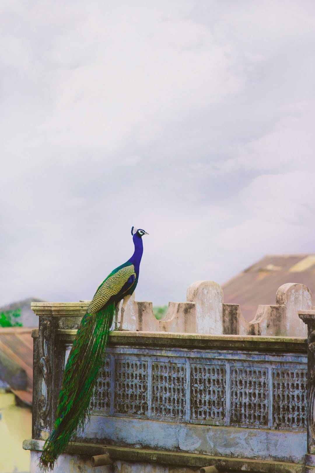 Peacock with long blue and green tail feathers perched on a weathered stone balcony against a soft cloudy sky.