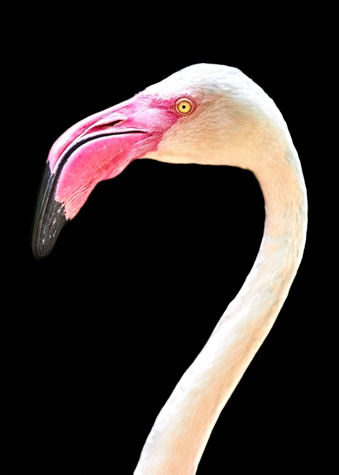 Flamingo head and curved neck with a pink beak and yellow eye centered against a solid black background.
