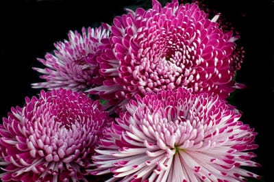 Pink and white spider chrysanthemums with elongated petals against a dark, blurred background in a macro view.