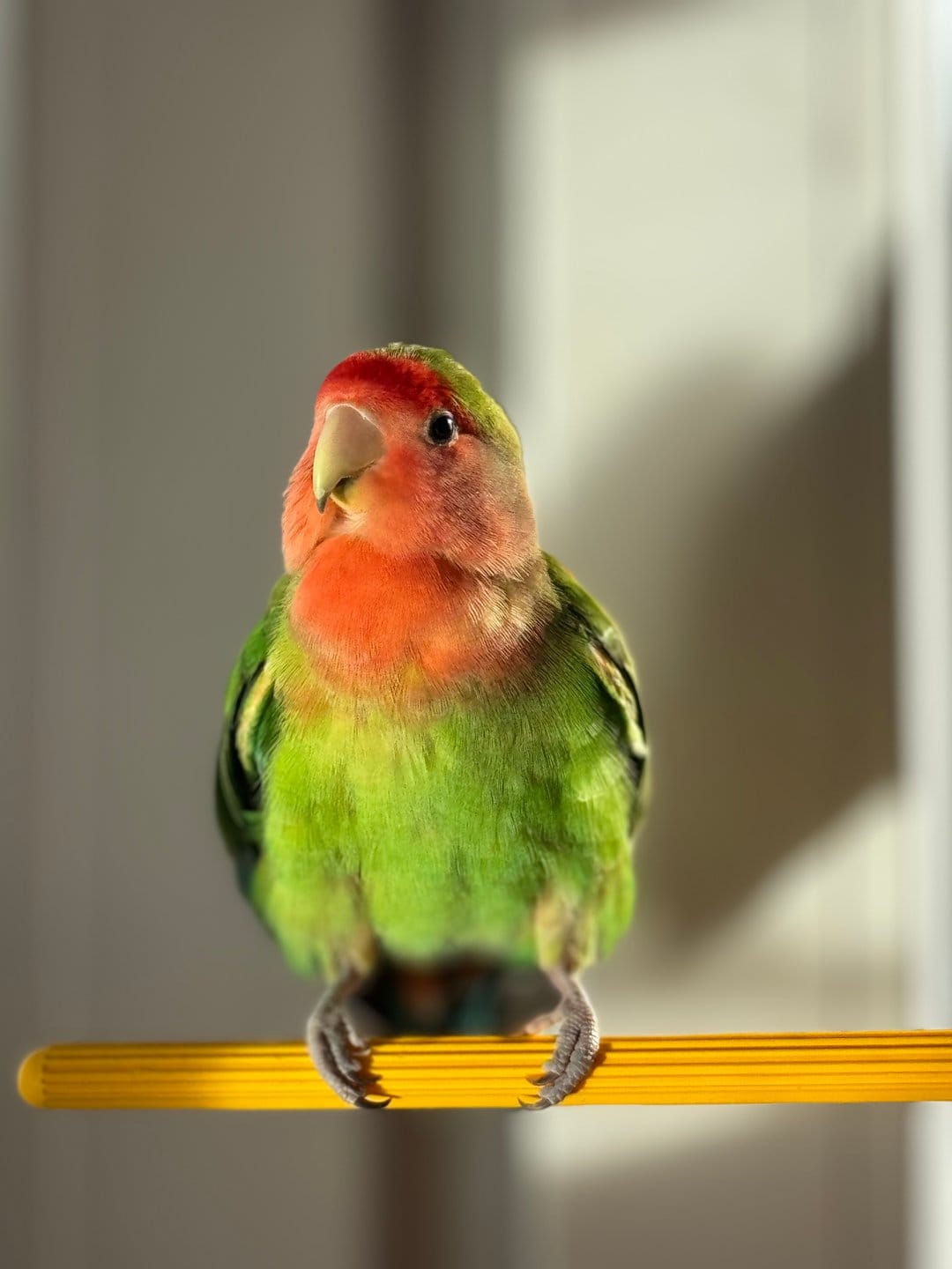 Rosy-faced lovebird with green feathers and a pink head perches on a yellow bar against a soft-focus background.
