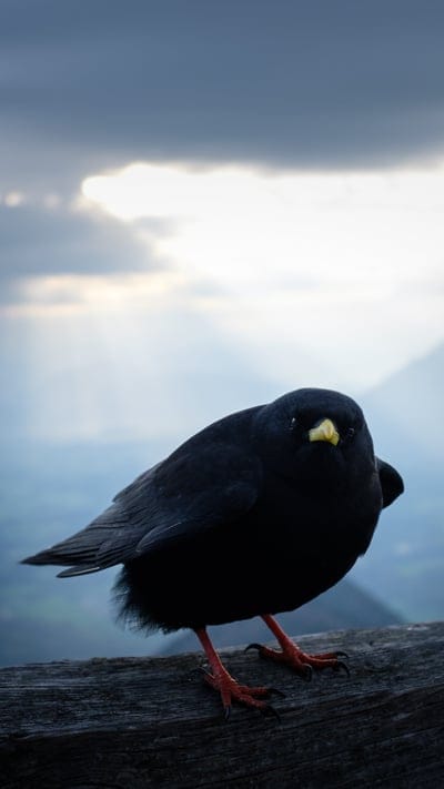 Bird Sky Background Macro , birds, macro, background