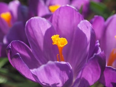 Violet crocus flower with fuzzy yellow centers under warm sunlight against a blurry green and brown backdrop.