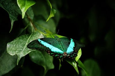 butterfly,animal,wildlife,insect,nature,plant,plant leaves