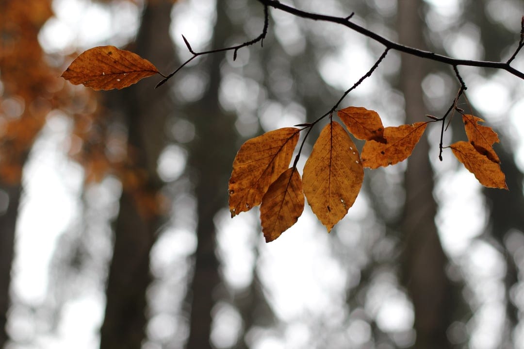 Orange autumn leaves on a slender branch set against a blurred woodland backdrop with golden bokeh lighting.