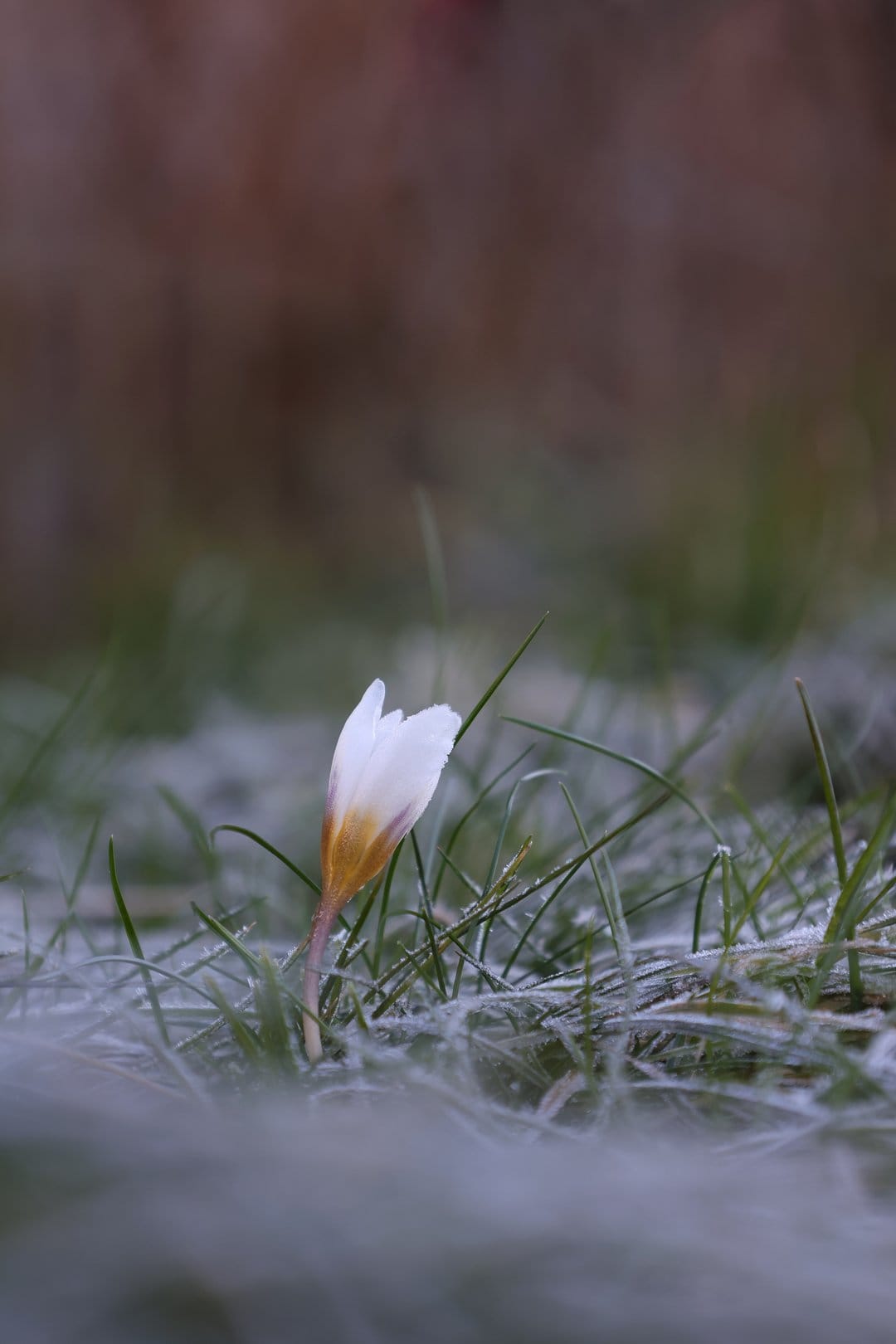 White crocus flower with an orange center pushes through frost-covered blades of grass in a soft-focus meadow.
