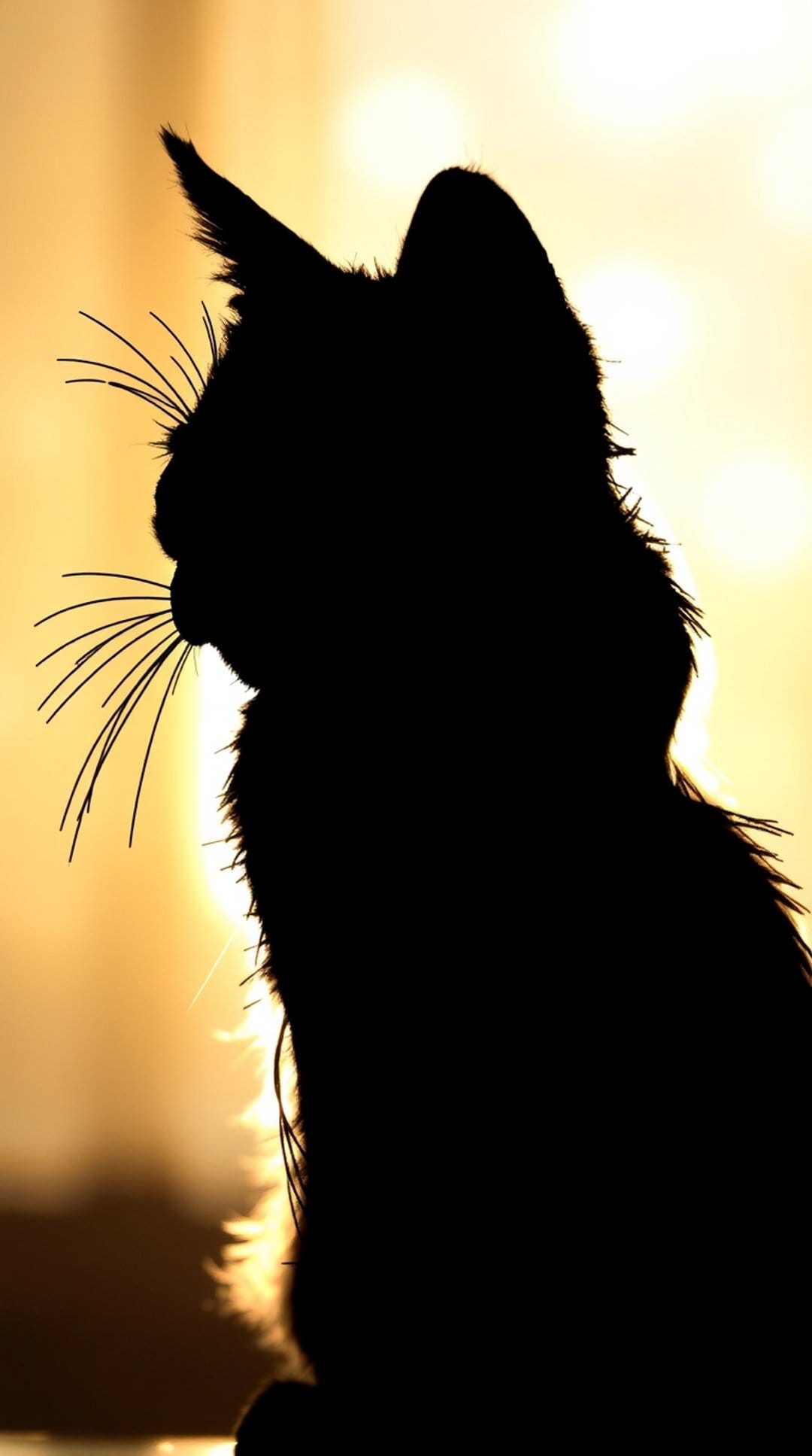 Cat silhouette with glowing whiskers and ears stands against a vibrant orange and gold sunset sky in profile.