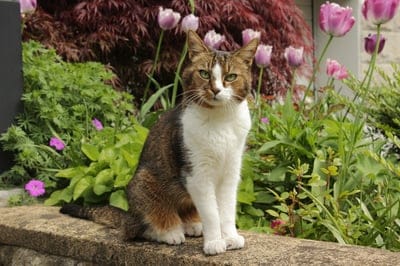 Tabby cat sits alert on a stone ledge amidst blooming pink tulips and vibrant green foliage in a spring garden.