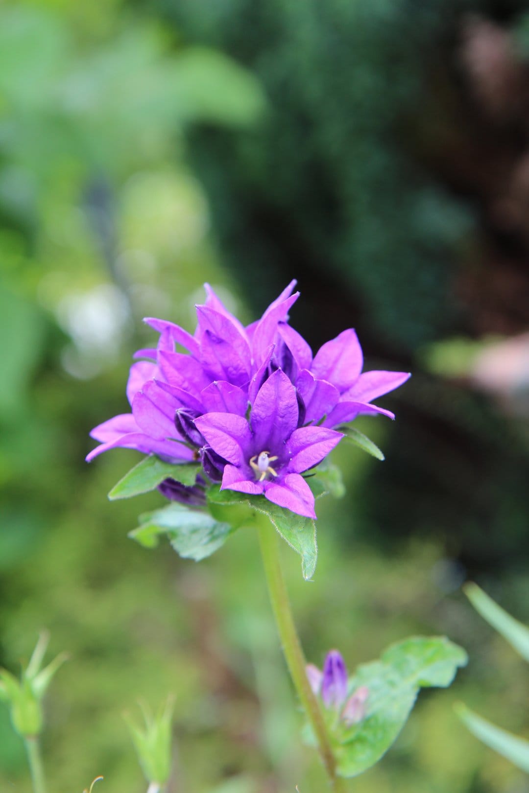 Purple campanula flower with star-shaped petals and a yellow stamen against a blurred green garden background.