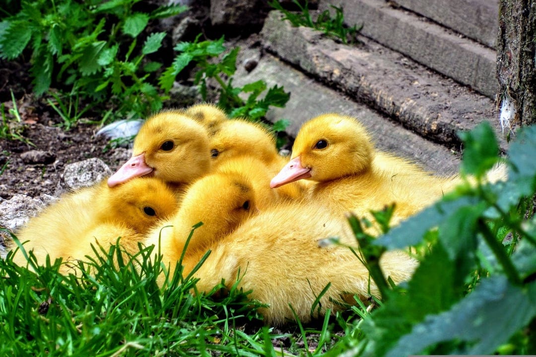 Yellow ducklings huddle together in a lush green meadow with visible pink beaks and soft downy feathers.