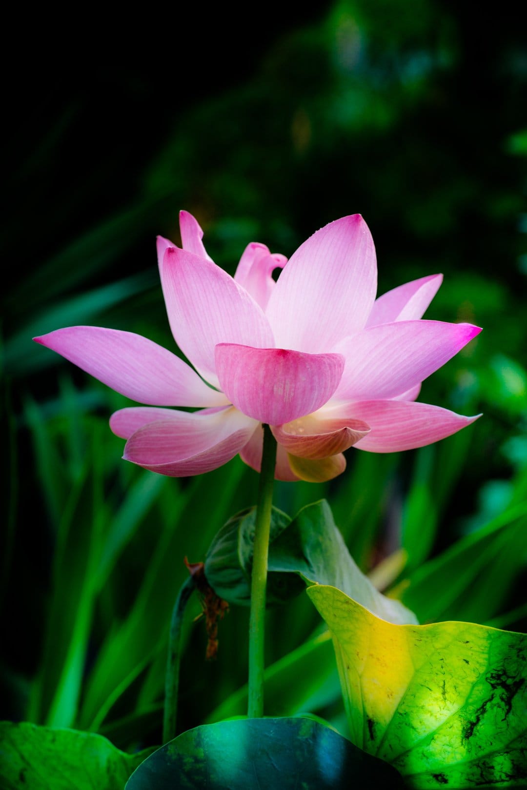 Pink lotus flower with layered petals opens against a dark green leafy background in a vertical macro shot.