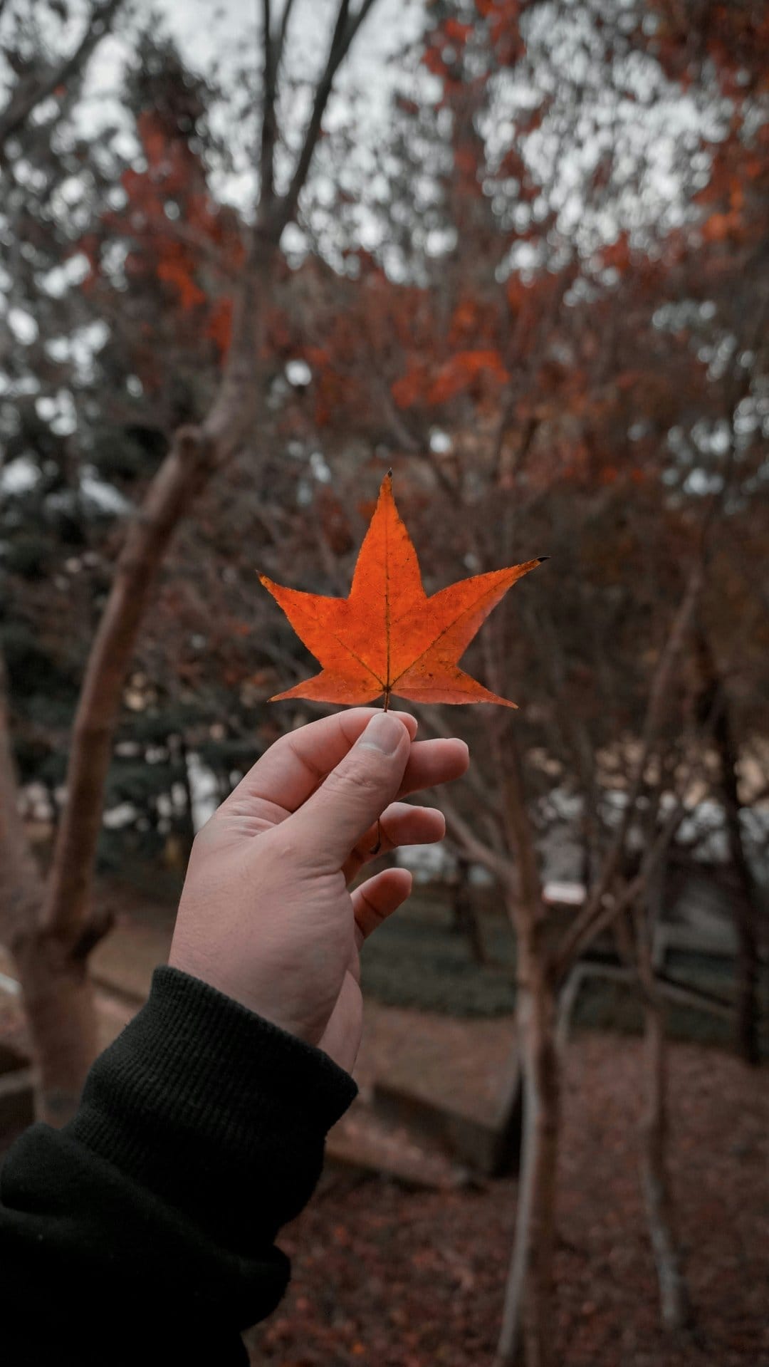 Hand holding a bright orange maple leaf with visible veins against a blurred autumn forest background.