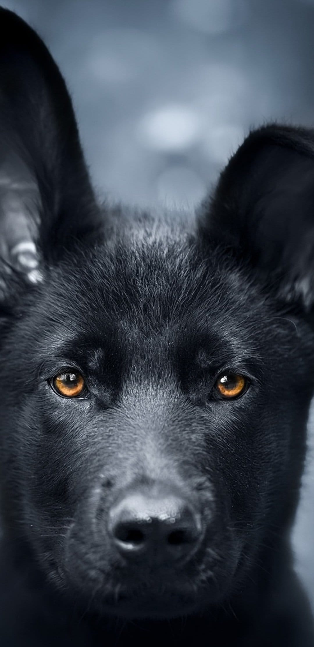 Black dog with large upright ears and glowing amber eyes gazes forward against a dark, blurred backdrop.