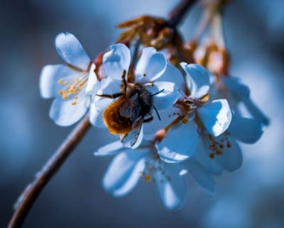Fuzzy bee with orange markings collects pollen from a white cherry blossom flower against a soft green background.