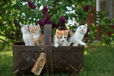 Kitten,Kitten wallpaper,Kitten desktop wallpaper,cats