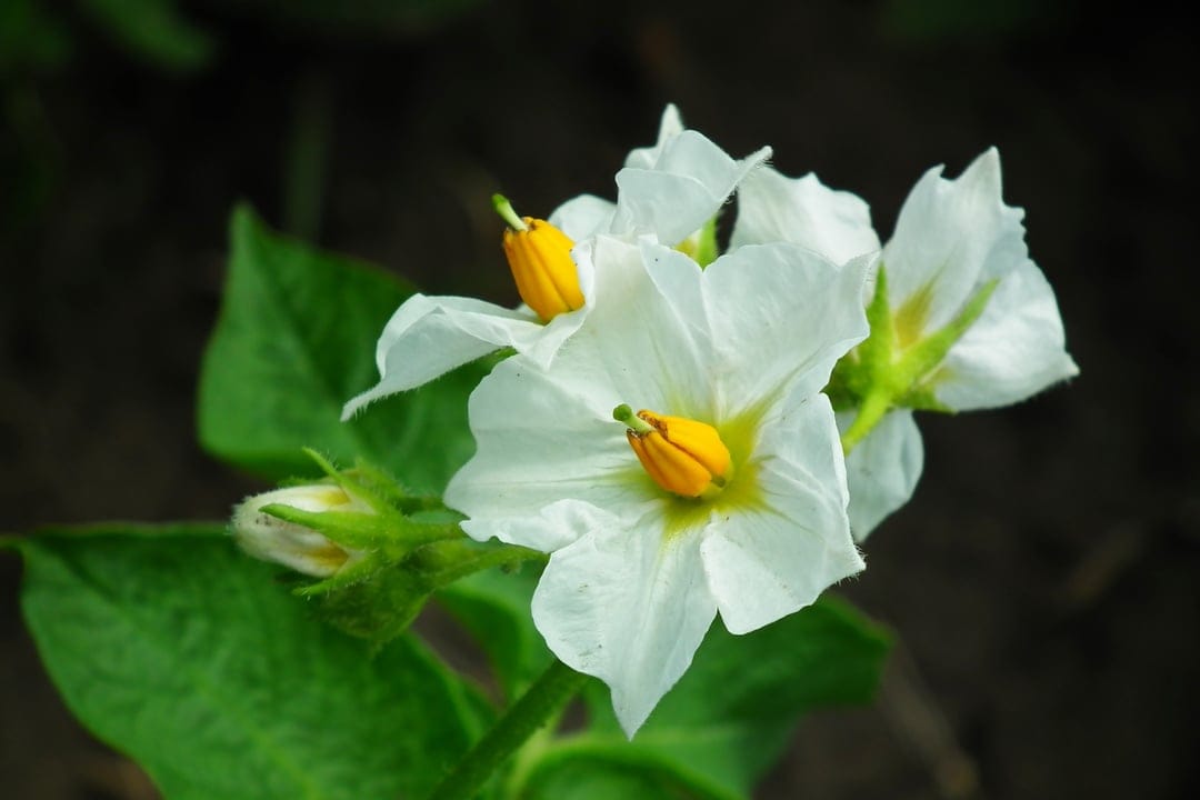 White potato flowers with yellow stamens and green leaves emerge from a dark, blurry background in a close-up.