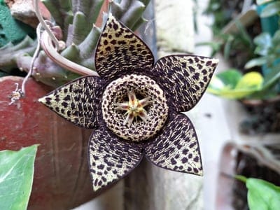 Stapelia gigantea, starfish flower, leopard flower, succulent, exotic flower, unusual bloom, rare plant, botanical, nature, garden, flora, plant photography, macro photography, succulent flower, unique plant, conservation, botany, floral, bloom, wildflower, garden photography, plant lover