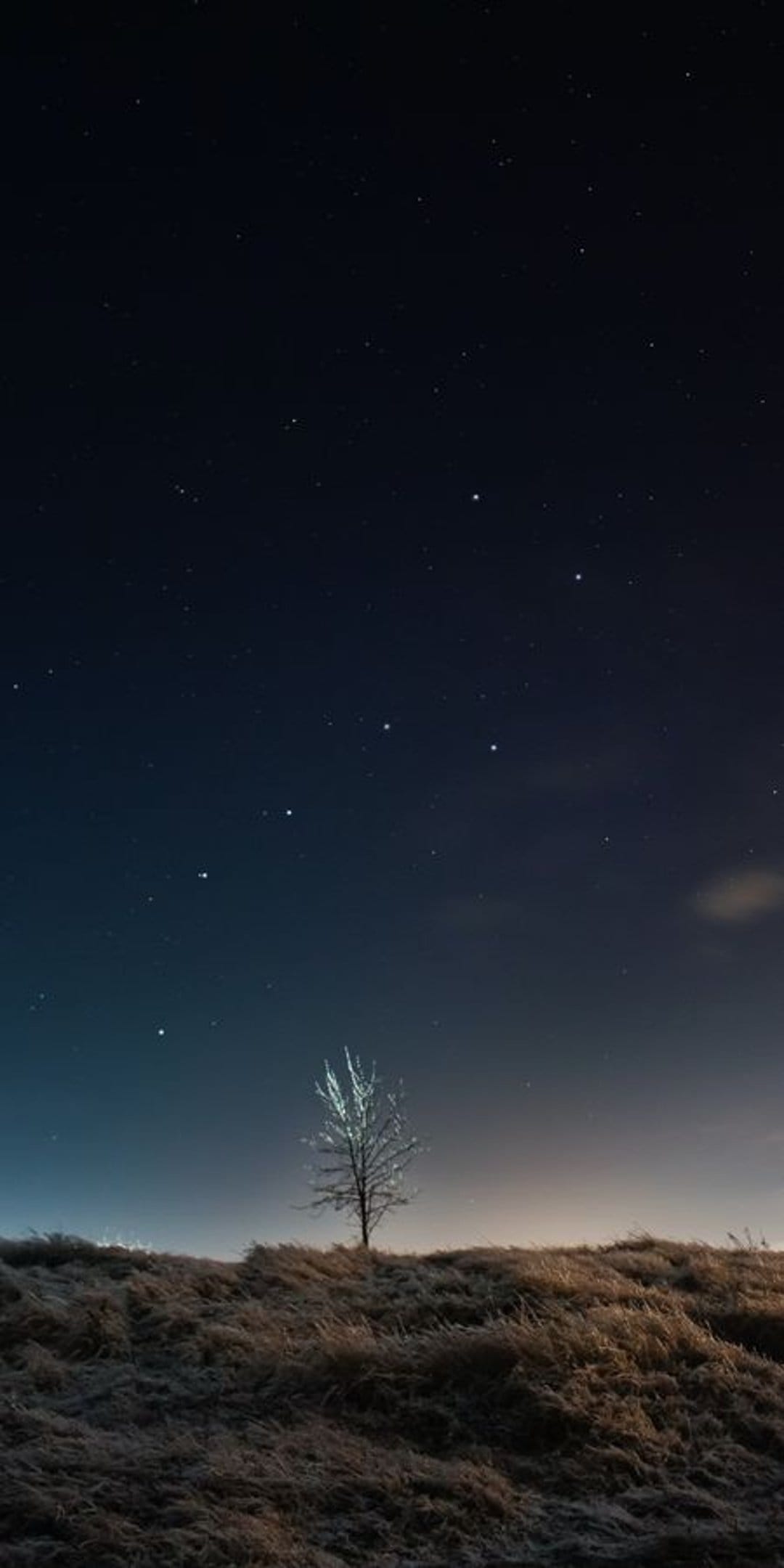 Frosted lone tree on a dark grassy hill under a vast night sky filled with twinkling stars and a soft horizon.