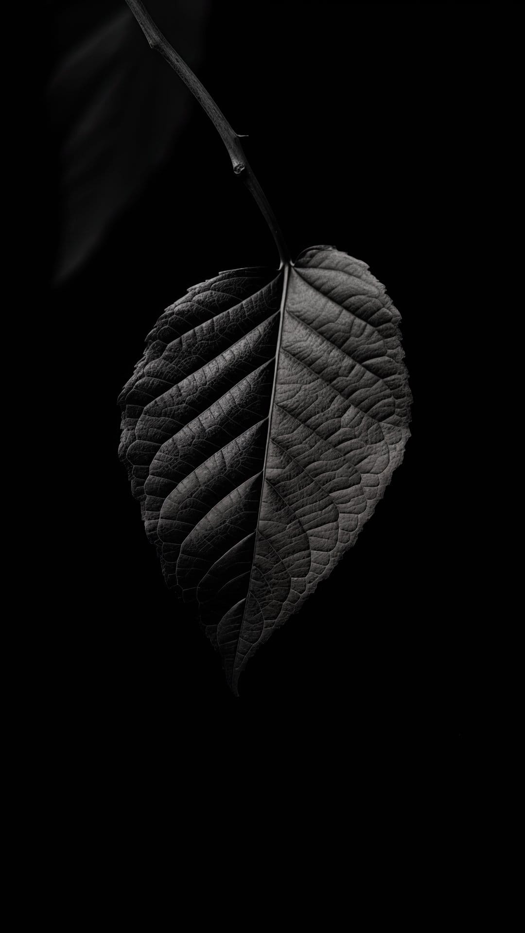 Dark leaf with detailed white veins rests against a solid black background in a moody macro photograph.