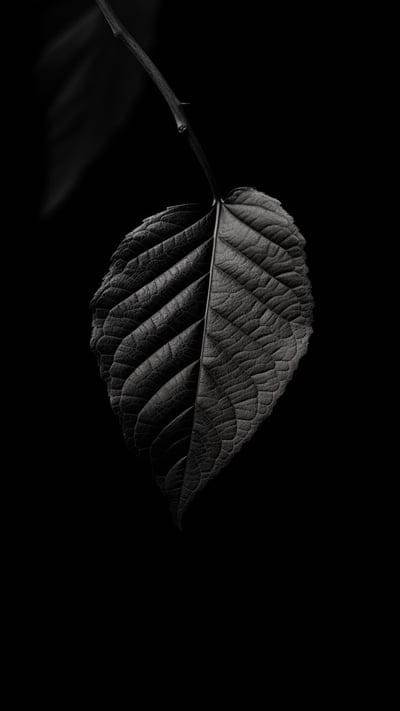 leaf,black background,macro,glare,shadows,black