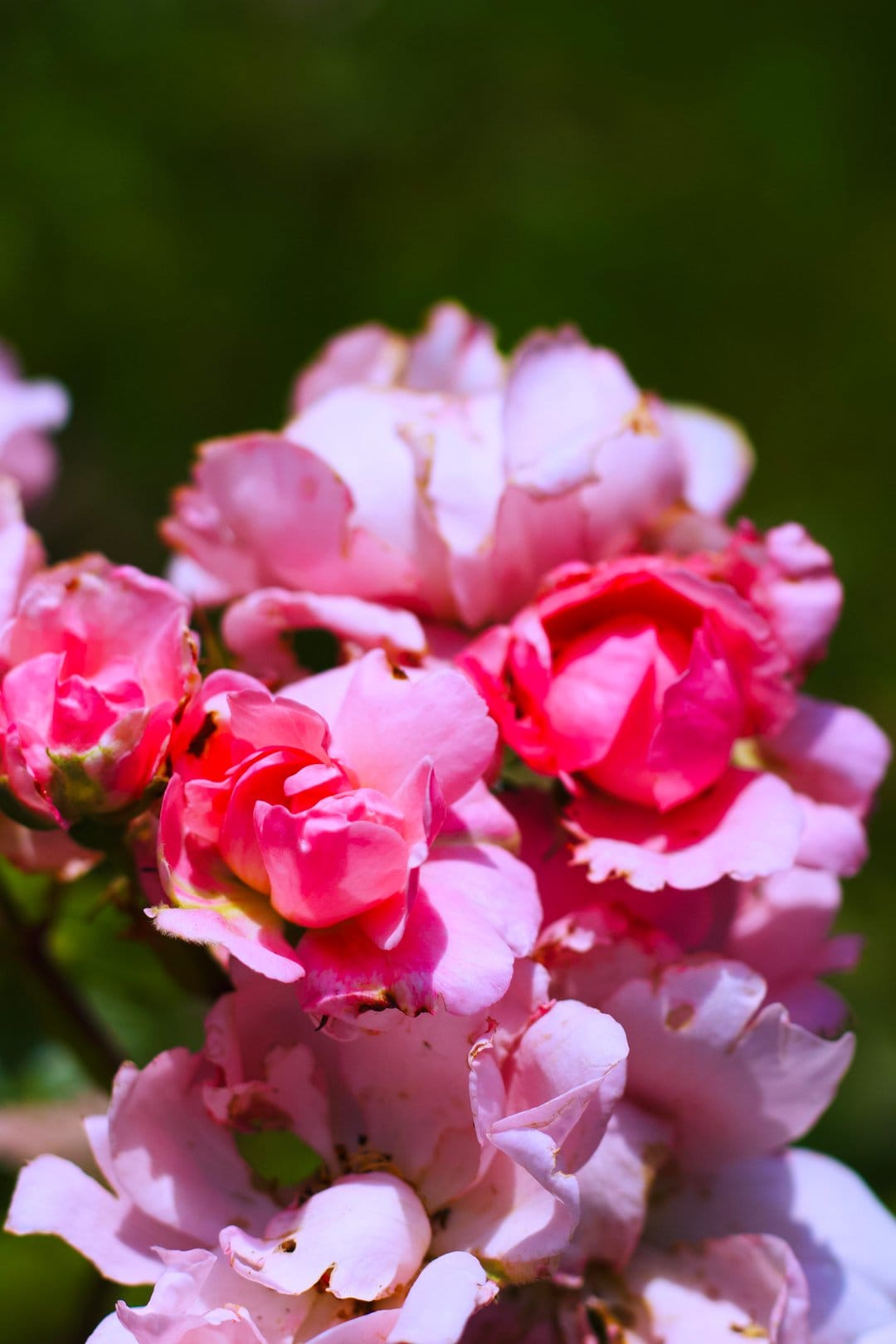 Pink roses with soft petals bloom in bright sunlight against a blurry green garden backdrop in macro detail.